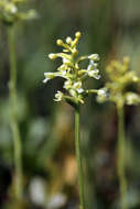 Image of Green Woodland Orchid