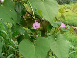 Plancia ëd Ipomoea triloba L.