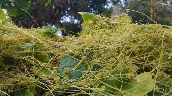 Image of giant dodder