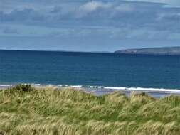 Image of European beachgrass