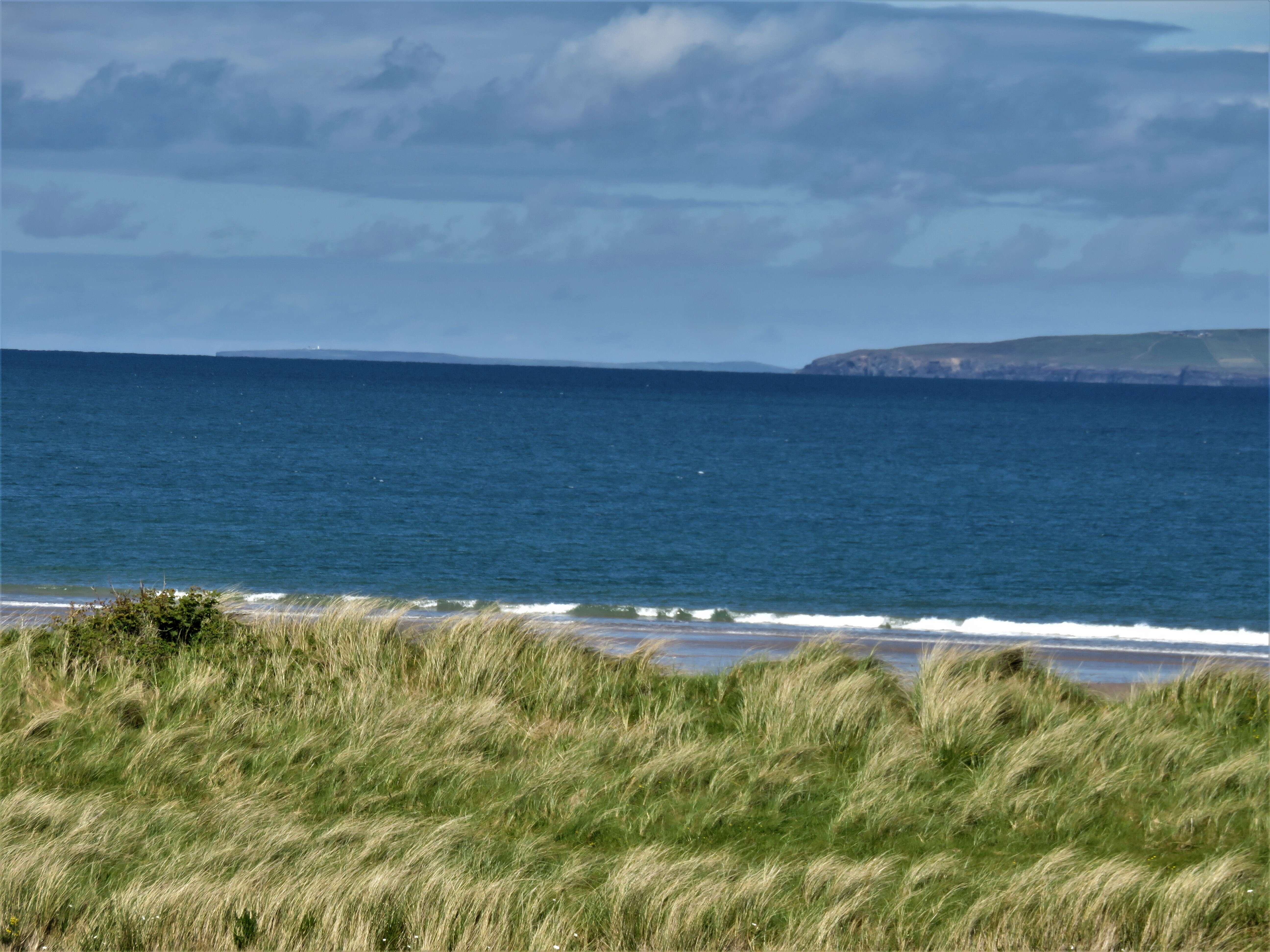 Image of European beachgrass