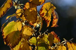 Image of American witchhazel