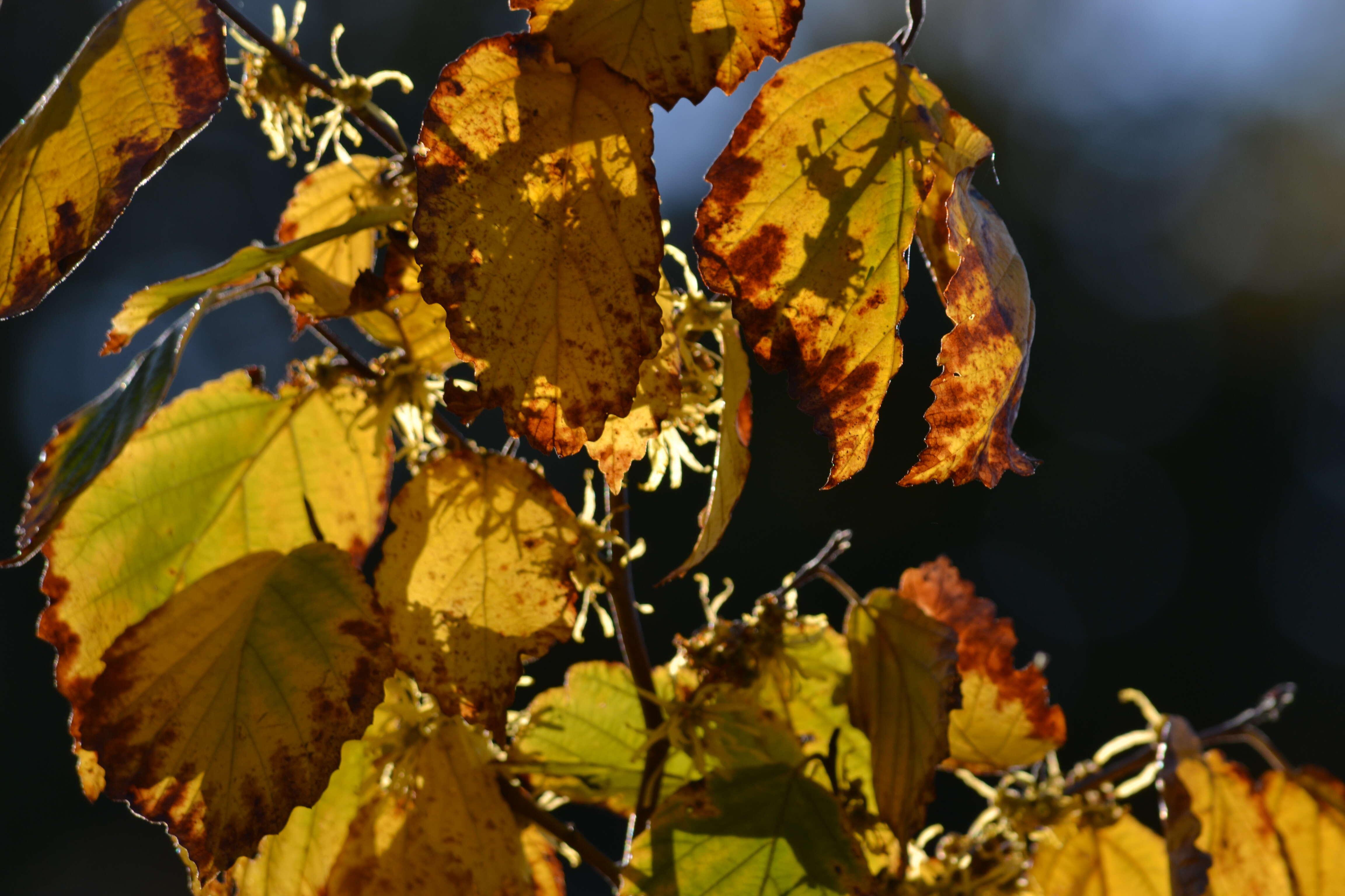 Imagem de Hamamelis virginiana L.