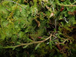 Image of British felt lichen