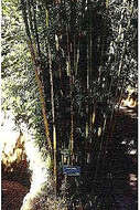 Image of textile bamboo