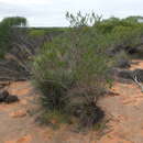 Image of Eremophila occidens Chinnock