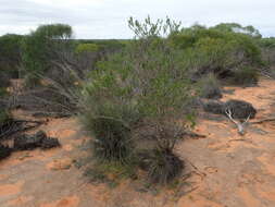 Image of Eremophila occidens Chinnock