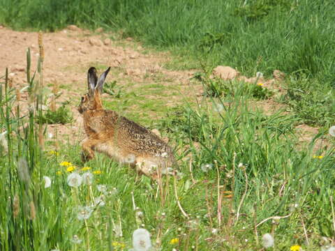 Image of brown hare, european hare