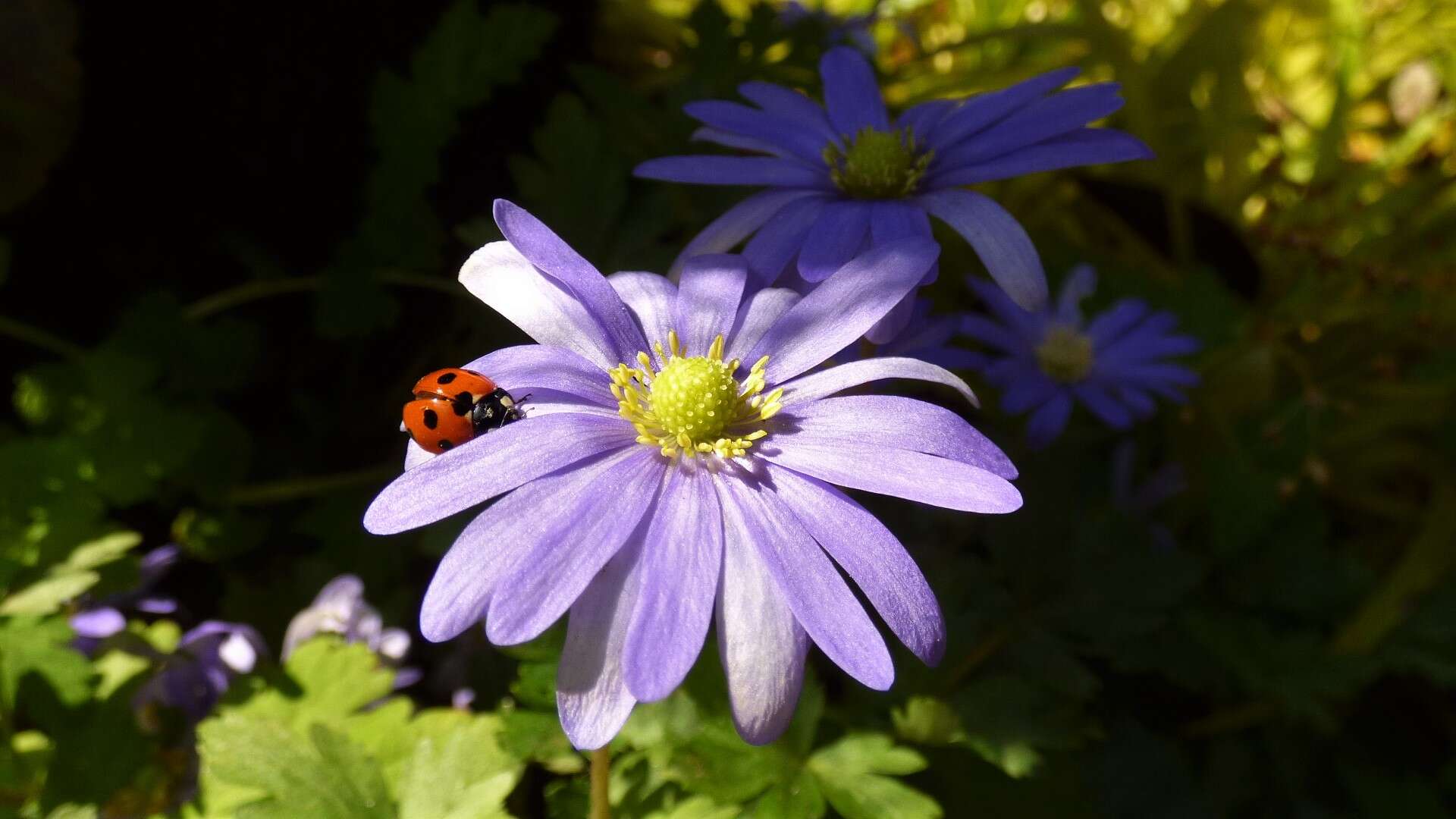 Image of Balkan Anemone