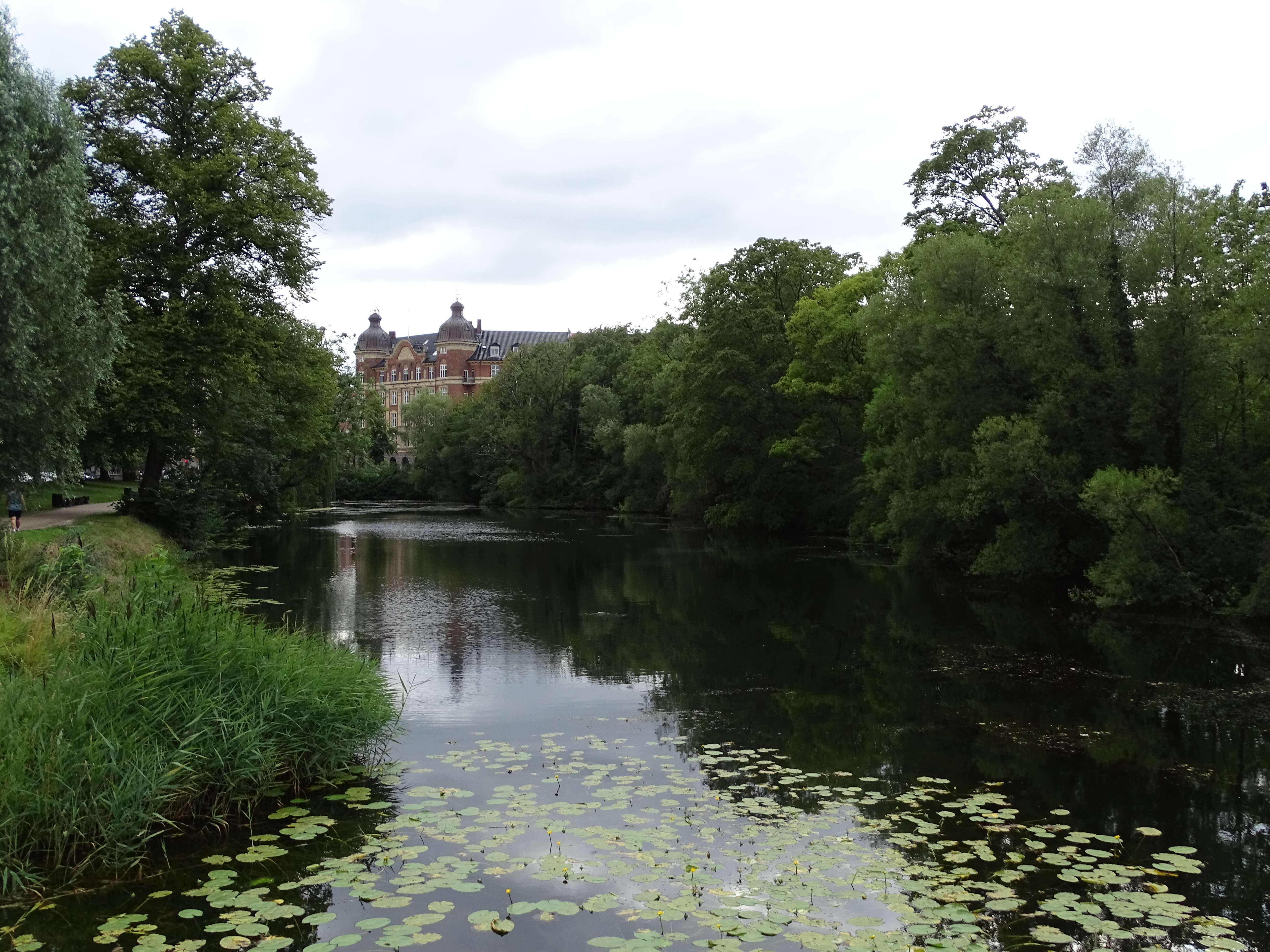 Image of pond-lily