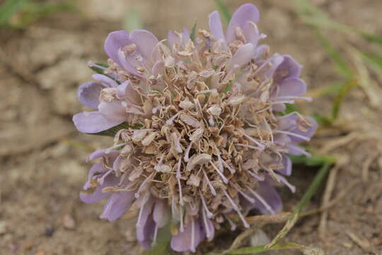 Слика од Knautia arvensis (L.) Coulter