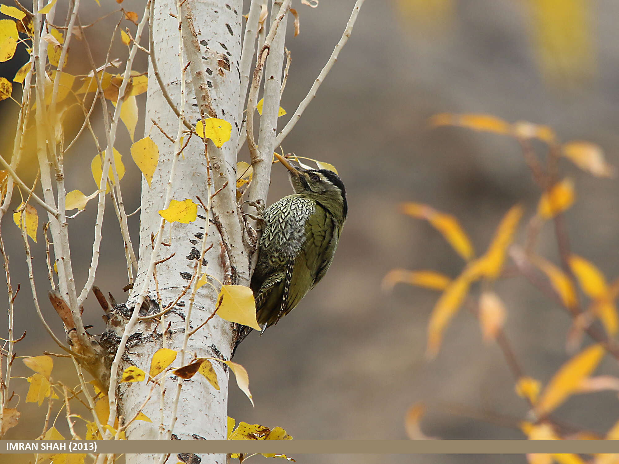 Image of Scaly-bellied Woodpecker