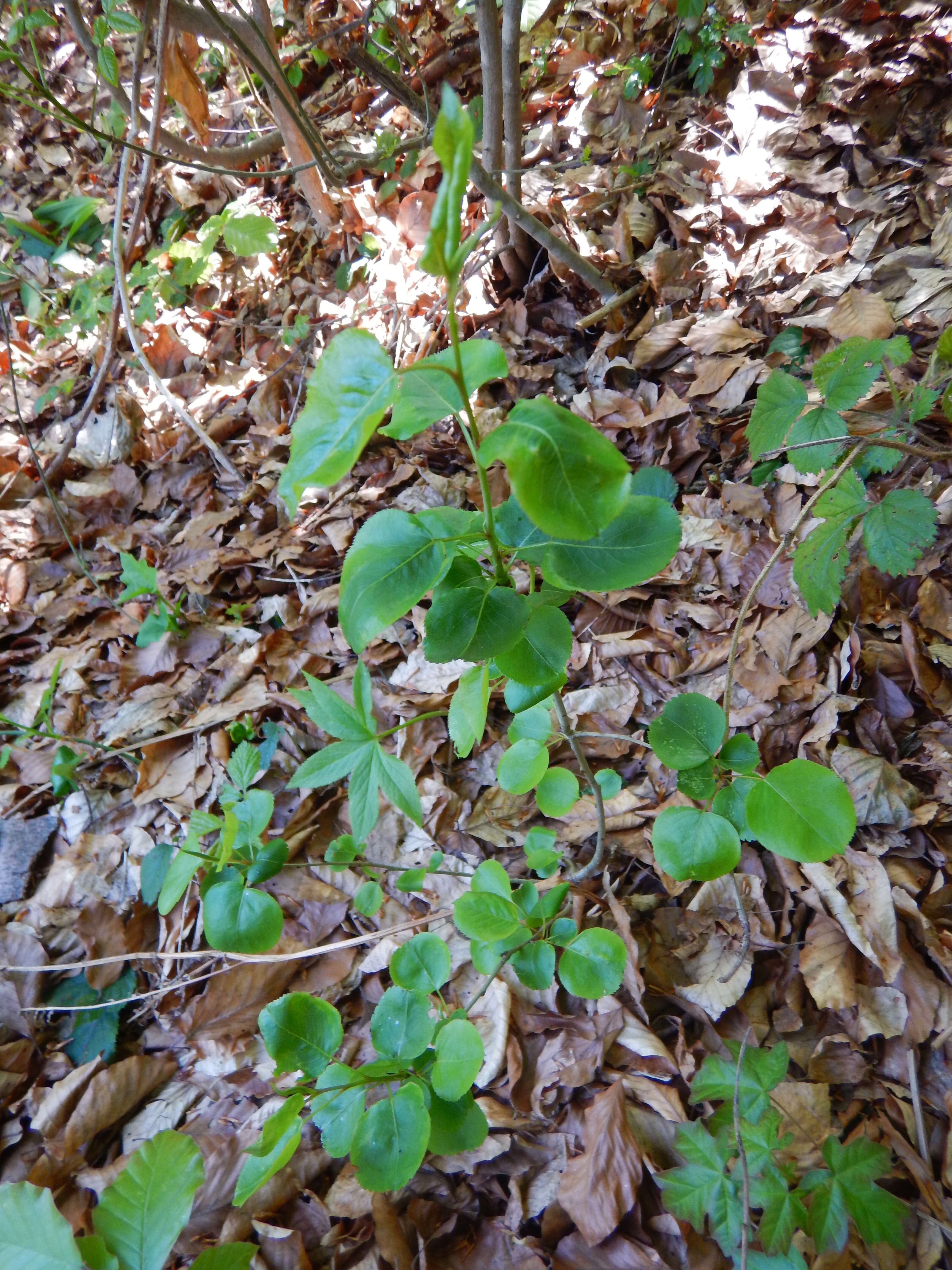 Image of Common Lilac