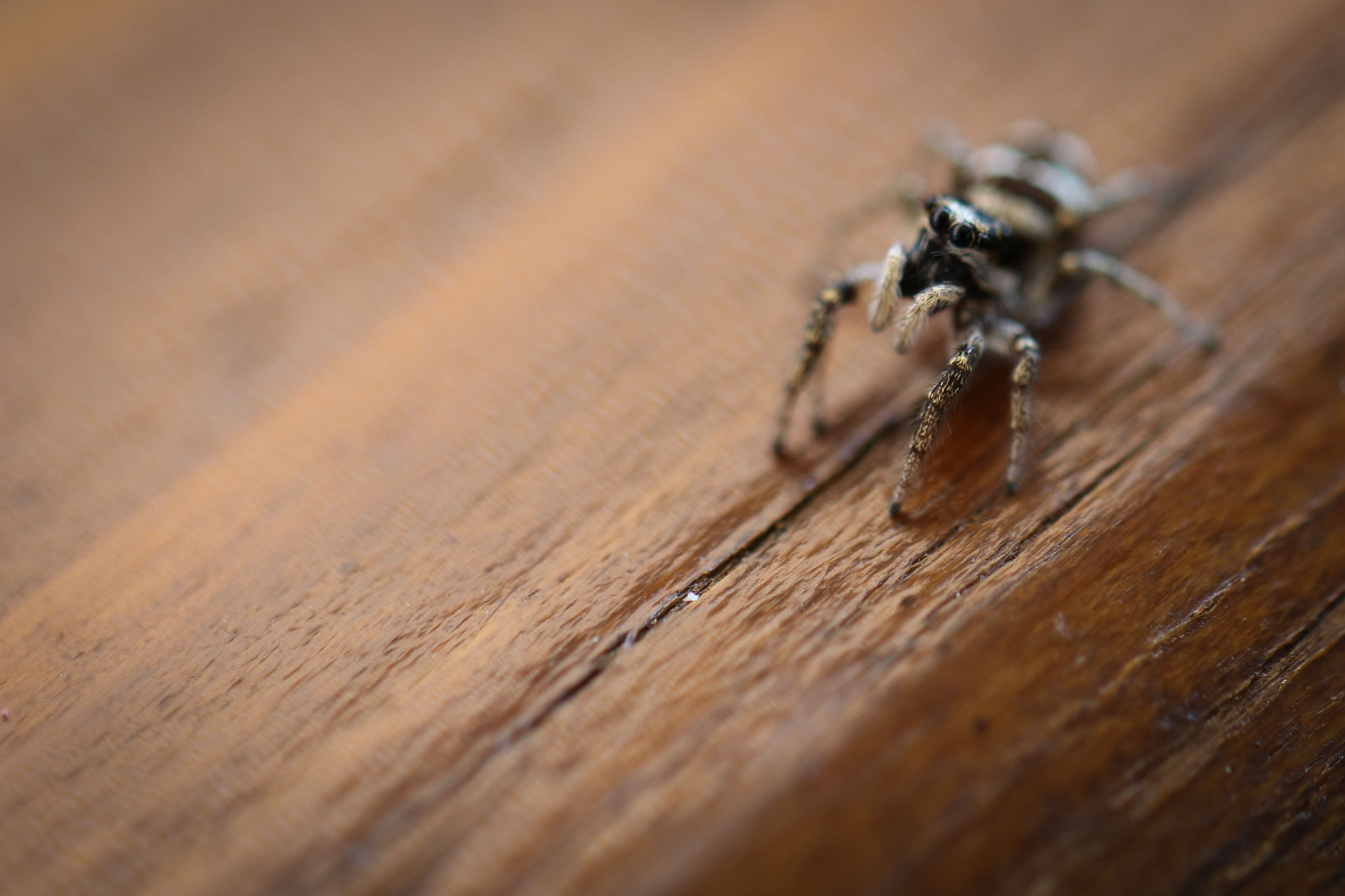 Image of Zebra spider