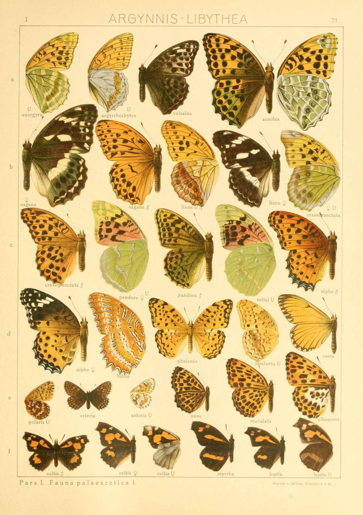 Image of Libythea celtis Fuessly 1782