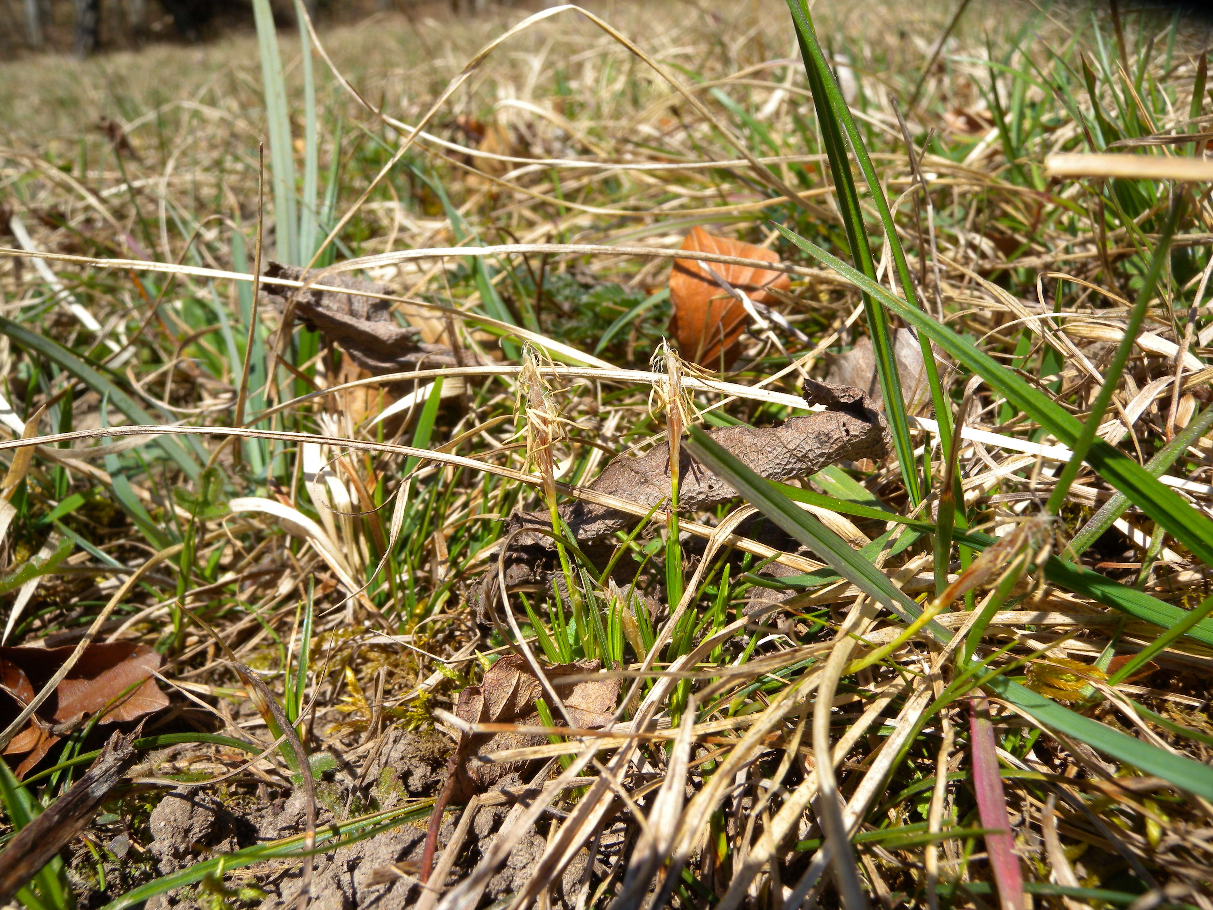 Image of spring-sedge