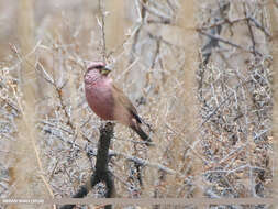 Plancia ëd Carpodacus rhodochlamys (Brandt & JF 1843)