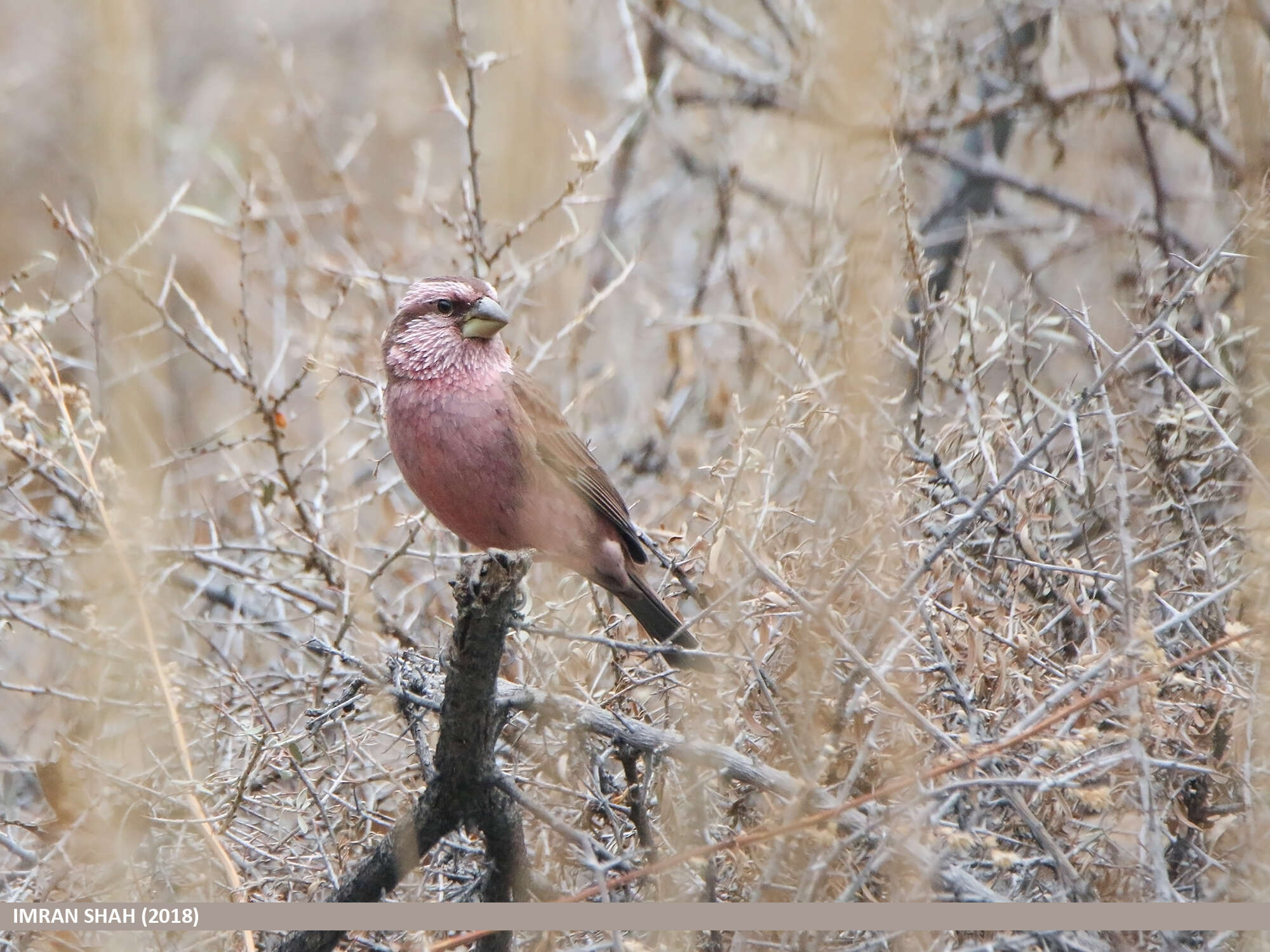 Plancia ëd Carpodacus rhodochlamys (Brandt & JF 1843)