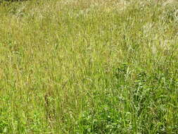 Imagem de Oryza sativa L.