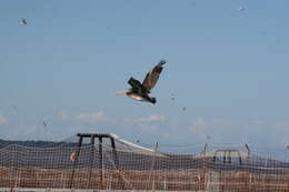 Image of Peruvian Pelican