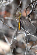 Image of Spoon-winged lacewing