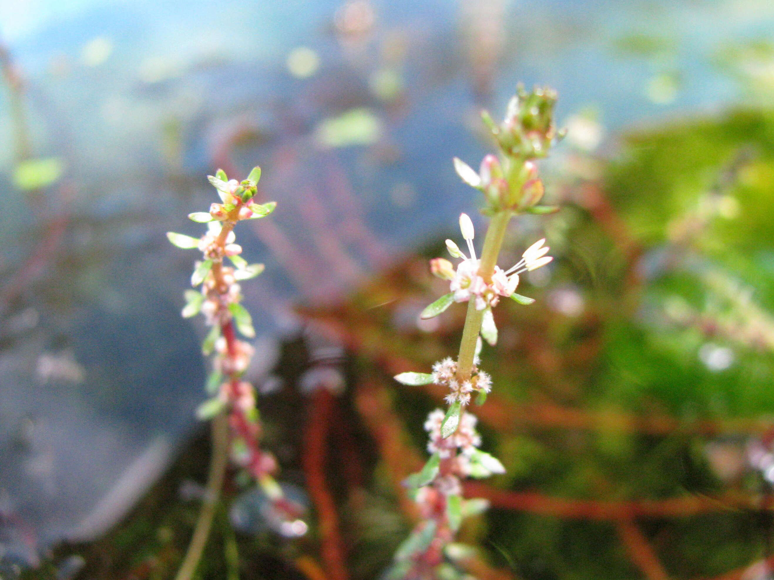 Image of twoleaf watermilfoil