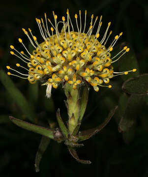 Image of Creeping pincushion