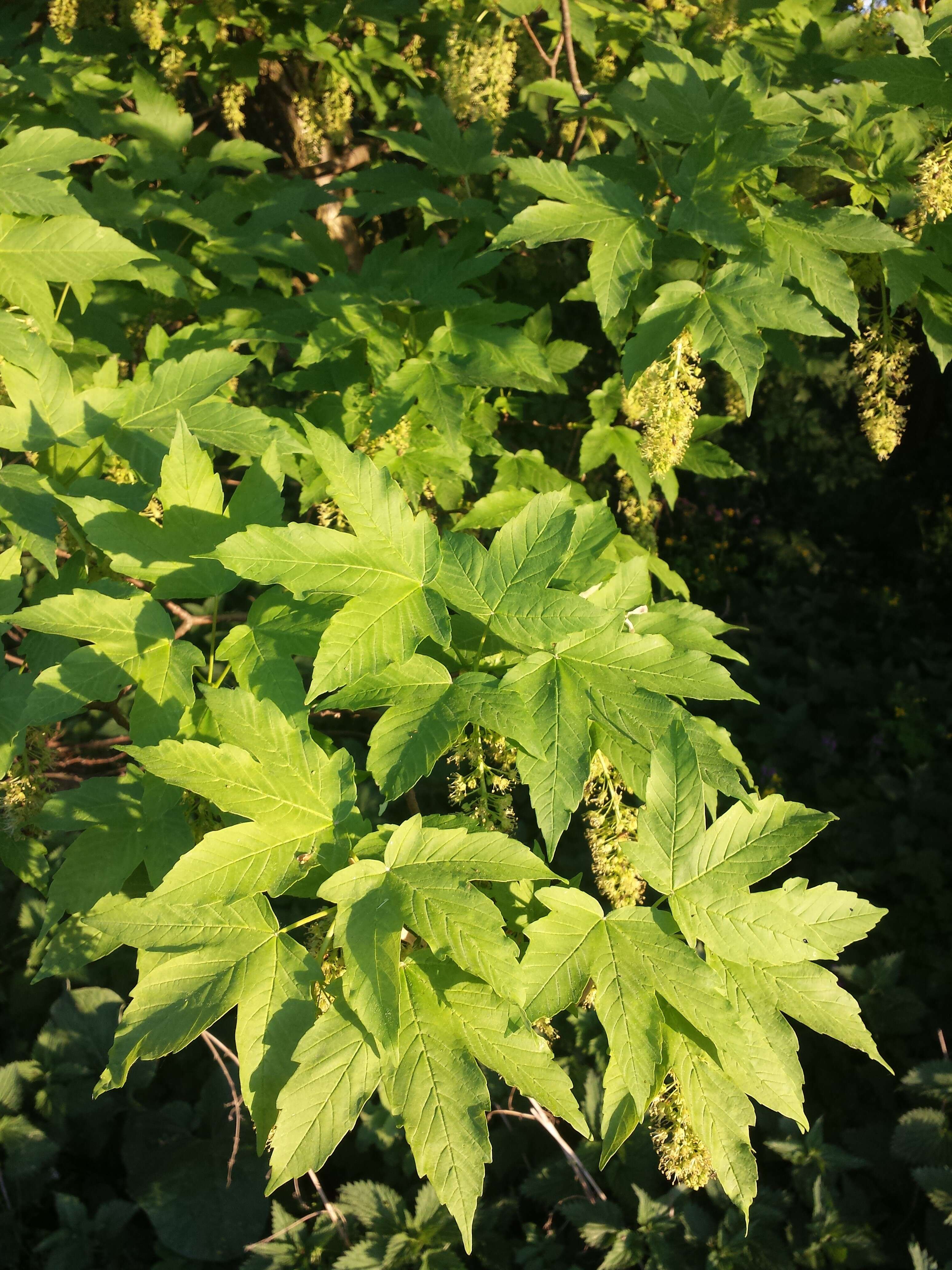 Imagem de Acer pseudoplatanus L.