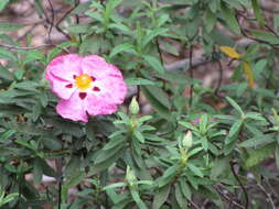 Image of Cistus × purpureus