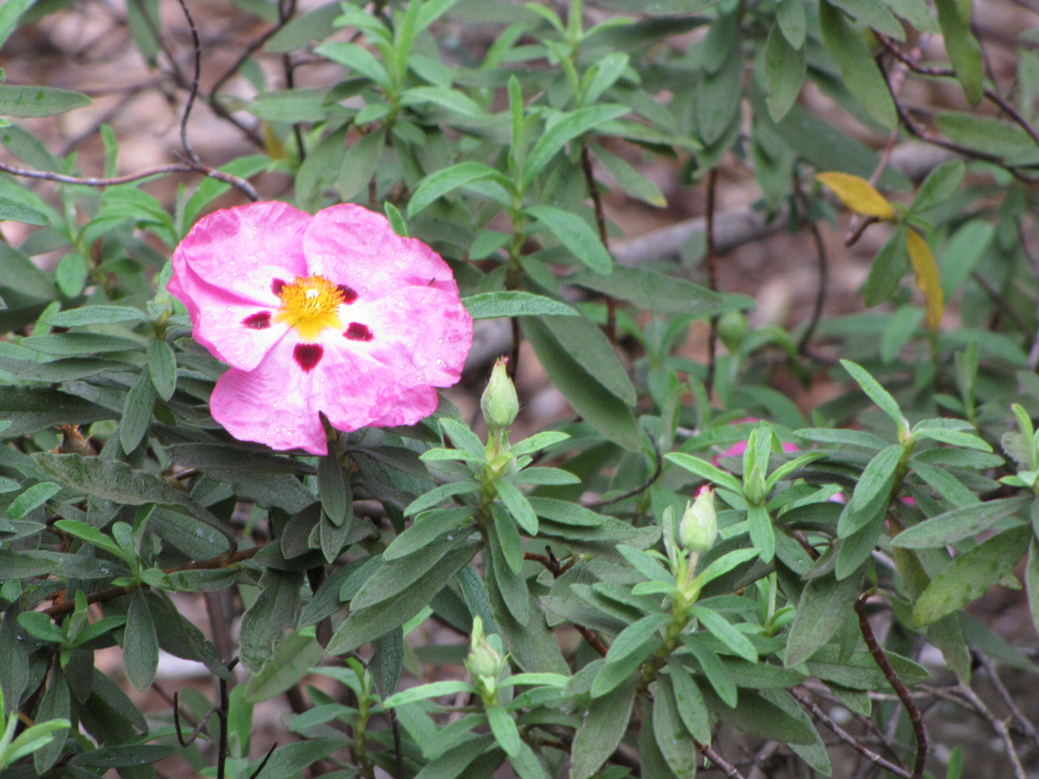 Image of Cistus × purpureus