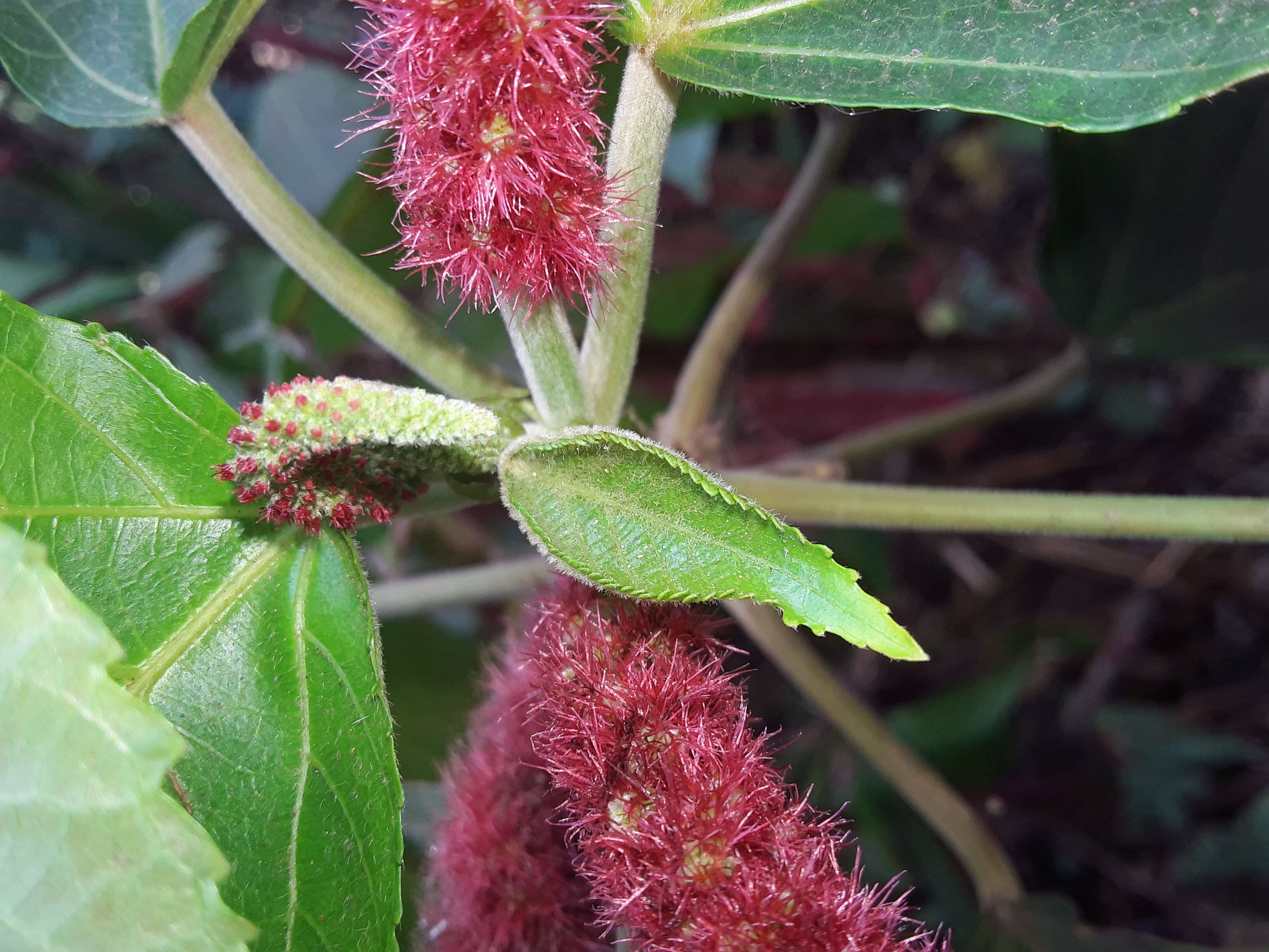 Imagem de Acalypha hispida Burm. fil.