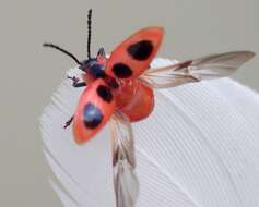 Слика од Endomychus coccineus (Linnaeus 1758)