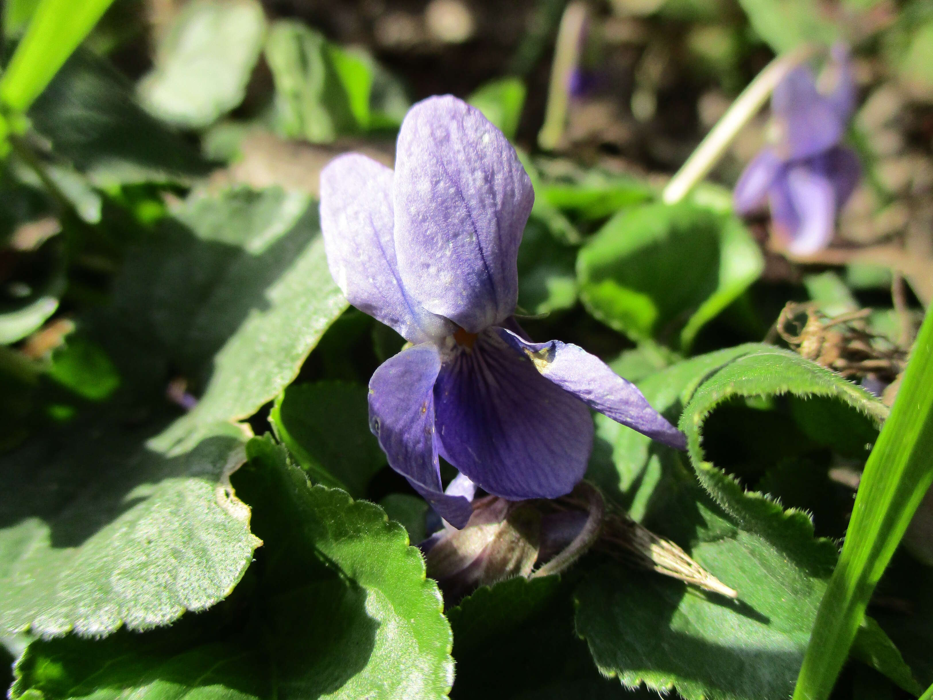 Image of sweet violet