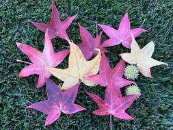 Image of American Sweetgum