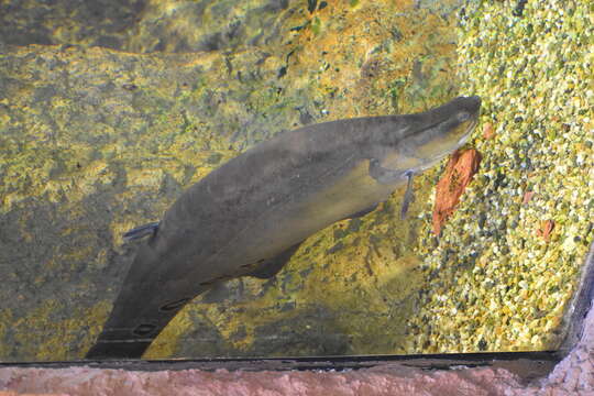 Image of Clown featherback fish