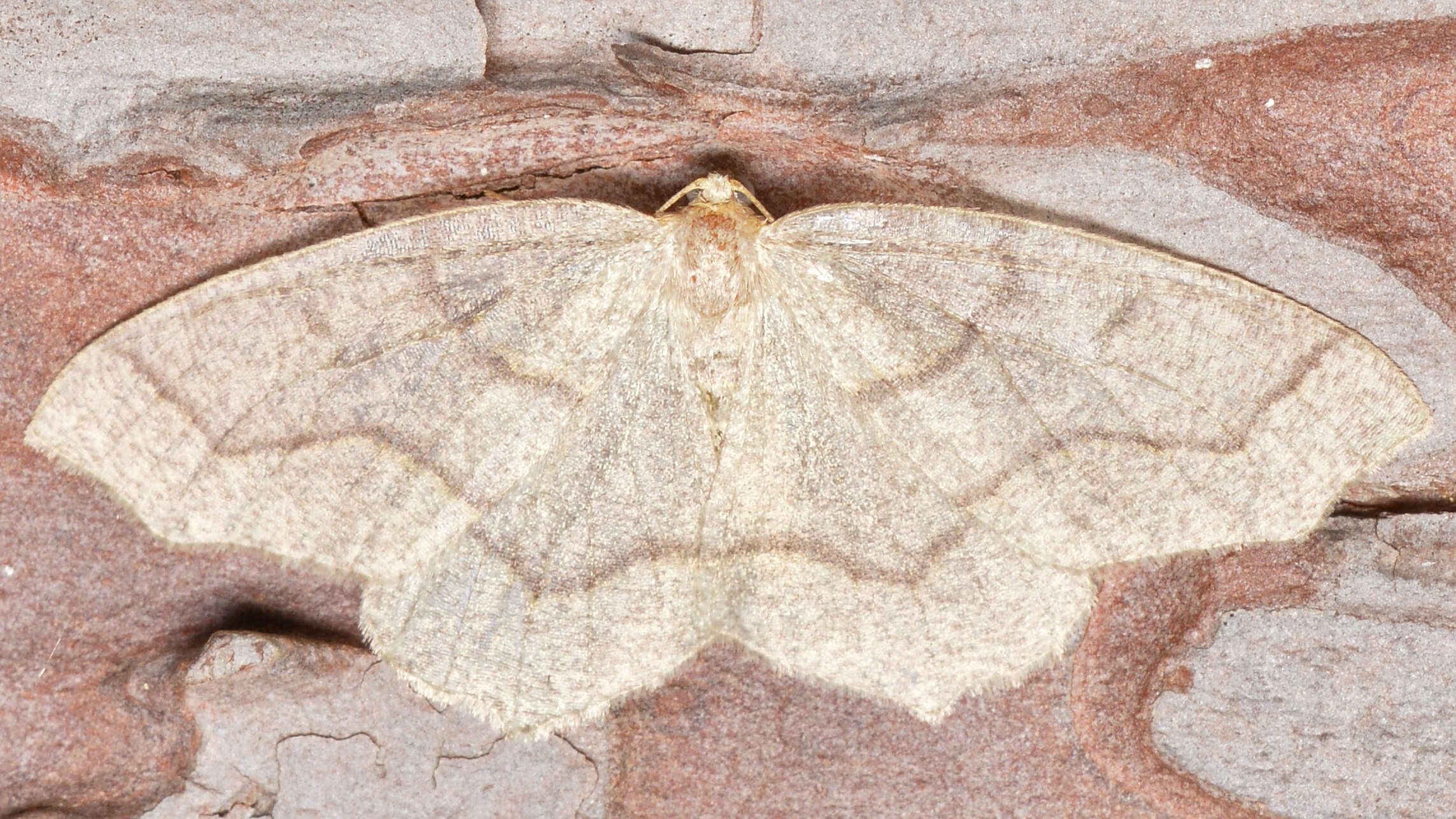 Image of Hemlock Looper