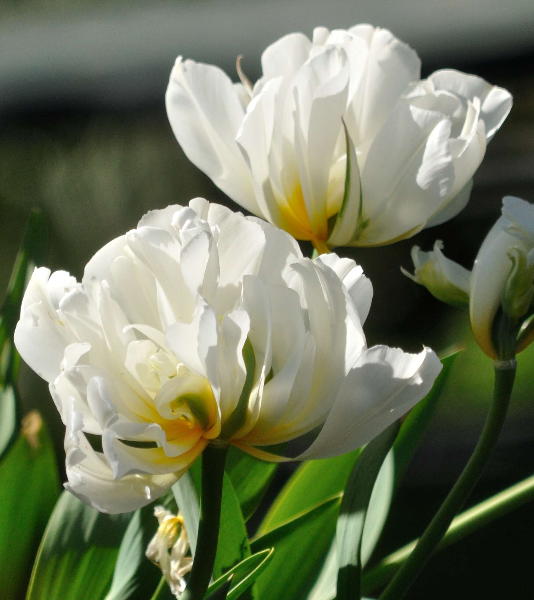 Image de Tulipa fosteriana W. Irving