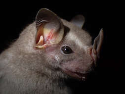 Image of brown tent-making bat