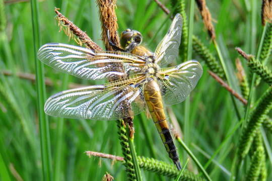 Image of eurasian baskettail