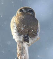 Image of Northern Pygmy Owl