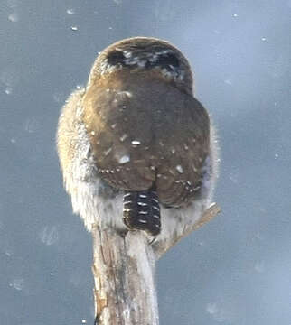 Image of Northern Pygmy Owl