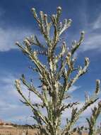 Image of Moor's Cotton Thistle