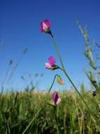 Lathyrus hirsutus L.的圖片