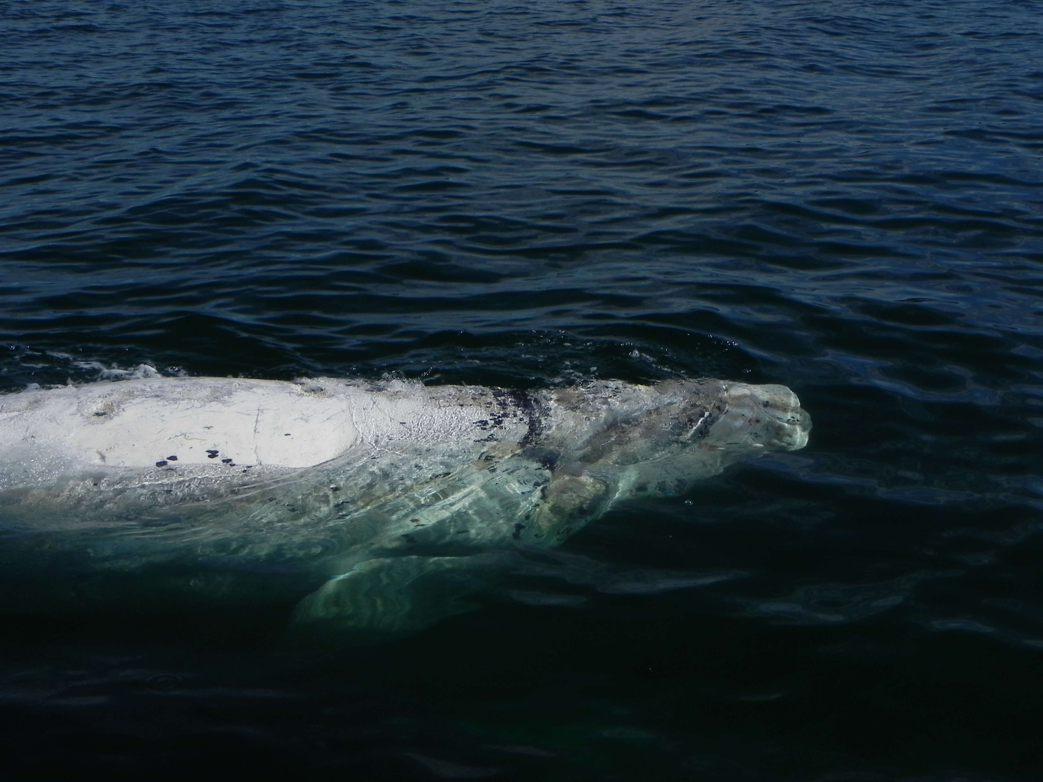 Image of Southern Right Whale