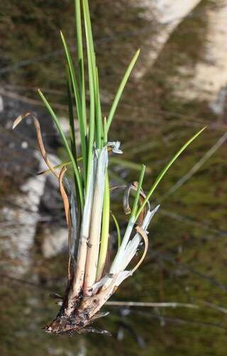 Image of bog-rush