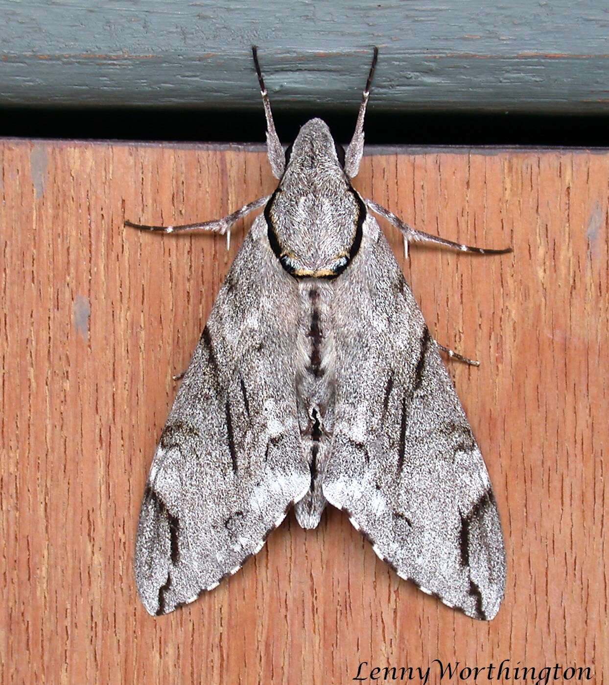 Image of Gray hawk moth