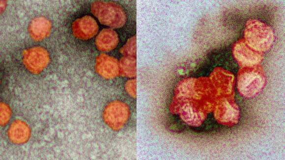 Image of Phi6 Phage group