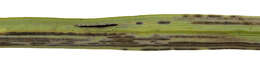 Image of glaucous sedge