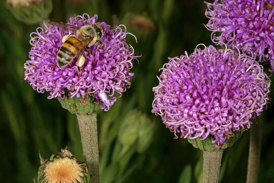 Слика од Apis mellifera scutellata