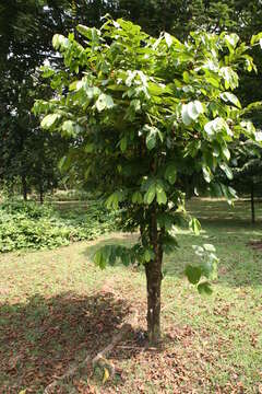 Annickia chlorantha (Oliv.) Setten & Maas的圖片